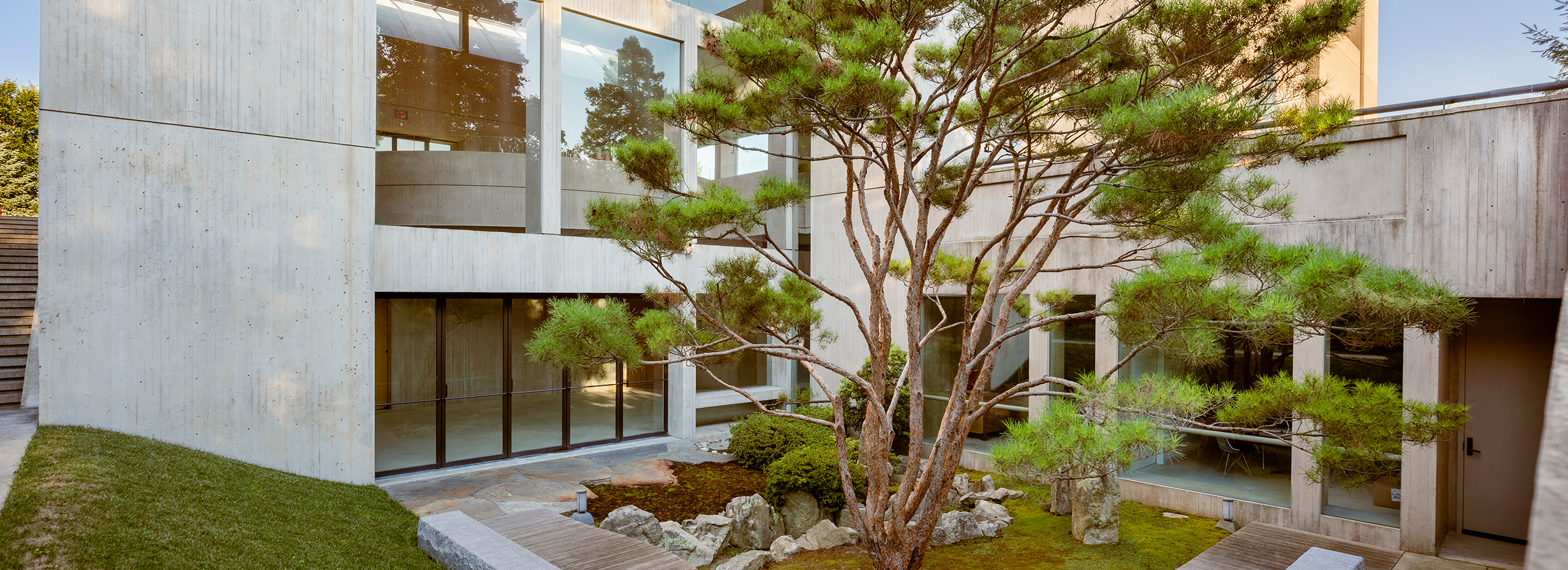 A tall tree is the focal point of a garden in between two concrete buildings